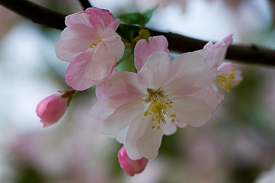 大菠萝网站进入：奇幻冒险启航，大菠萝世界等你探索-1