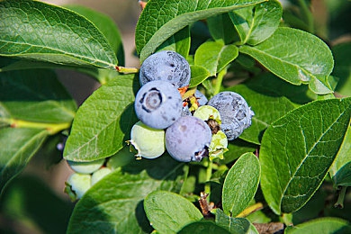 yw193coc龙物永不联还是：揭秘《龙物》联动力：玩家心声与游戏未来之路交汇