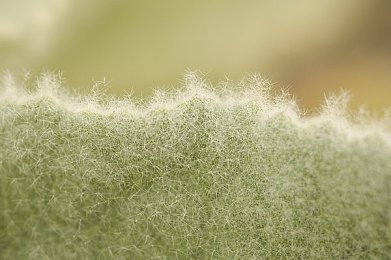 99精品99：游戏市场新风向：深度解析如何从千款游戏中脱颖而出-2
