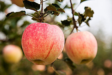 豆奶视频appios：奇幻冒险之旅，豆奶社交乐园，iOS独享游戏盛宴-2