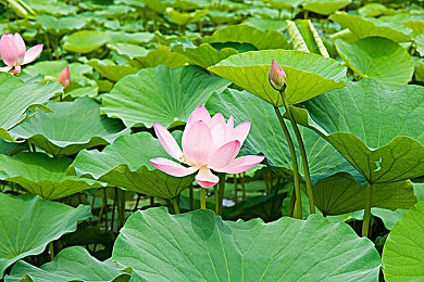 A天堂视频：探索创新魅力，A天堂视频引领视频新潮流，海量内容个性化推荐，用户互动新体验-2