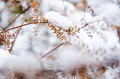 他的舌头探进蜜源毛毛虫说说：探寻舌尖奥秘：蜜源毛毛虫的生存智慧启示录-1