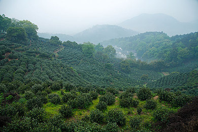黑巨茎大战欧美白妞：力量对决智慧，传奇对决再续篇章-3