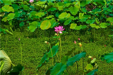 男生的香蕉插进女生的桃子里面：甜蜜邂逅：趣味互动解锁甜蜜冒险之旅-2