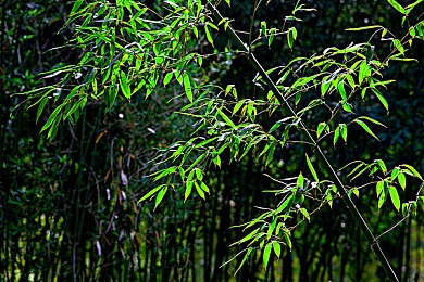 黄色软件APP3.03免费：免费风潮席卷互联网：热门应用“神秘软件”3.03版免费来袭，引发热议！-2