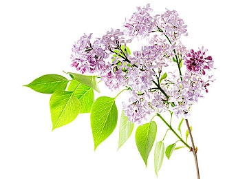 柚子猫芭芭拉的圣诞赠礼：童话圣诞盛宴，创意手工惊喜之旅-2