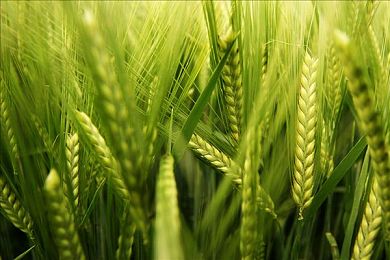 黄色直播下载3.0.3免费OPPO版破解大全：破解应用风险揭秘：守护手机安全，支持正版，共创绿色网络-2