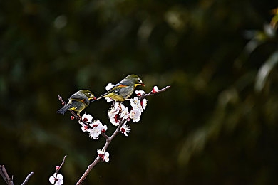 亚洲东方女人毛茸茸：“毛茸茸女性形象崛起：多元审美下的女性力量与社会包容新篇章”-2