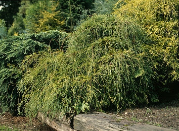 91制片厂下载：版权争议激化：免费影视下载应用走红，行业呼吁加强监管平衡用户需求-3