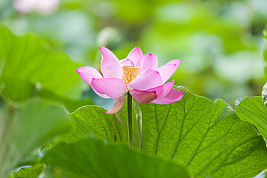 欧美黑大粗：高清视听盛宴，个性化推荐：揭秘神秘视频软件的独特魅力-2