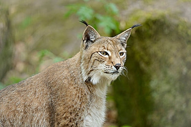 免费吃瓜猎奇爆料曝光独家揭秘：奇幻探险解密之旅，揭秘《神秘乐园》惊险奇遇-2