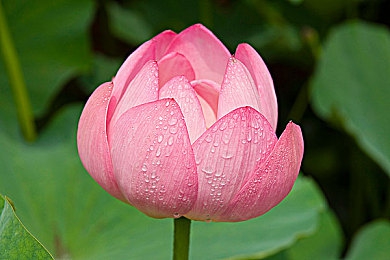 蜜唇直播app：视听盛宴新体验，畅游互动直播海洋-3