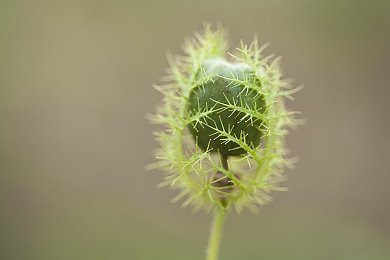 快喵app短视频：短视频新风尚引领者：快喵平台探索生活魅力，传播正能量-4