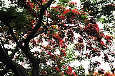 小蓝全球最好的钙片ag：“骨骼守护神：揭秘全球钙补充新潮流之谜”-4