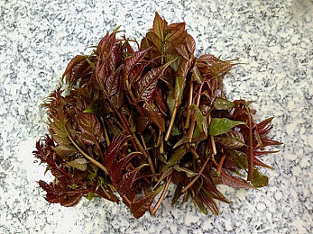 黄草莓视频：揭秘新媒体潮流：短视频平台“黄草莓”视频走红之谜，创意互动引关注-5