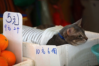 人人做天天干：乐享无界，每日新趣：“天天干”打造全民游戏盛宴-4