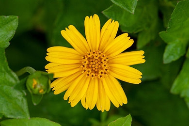 芙宁娜ちゃんの球棒的起源：传奇球棒匠心传承：芙宁娜之巅挑战之旅-4