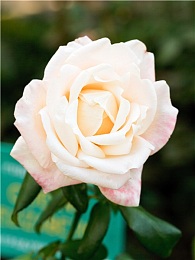 富婆性XXXⅩ高湖：神秘高湖奢华生活揭秘：富婆聚落背后的社会现象引热议-4